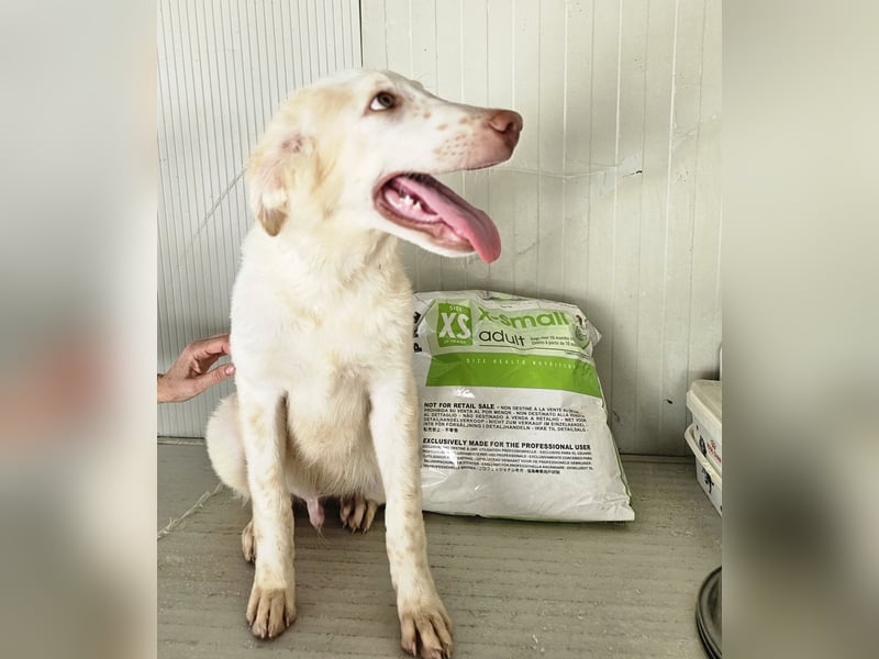 Milo: völlig überfordert im Tierheim