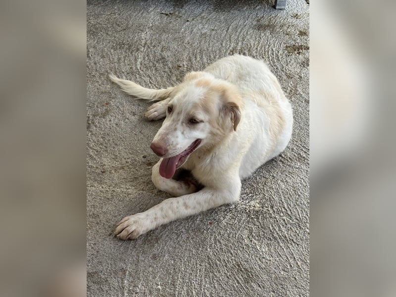 Milo: völlig überfordert im Tierheim