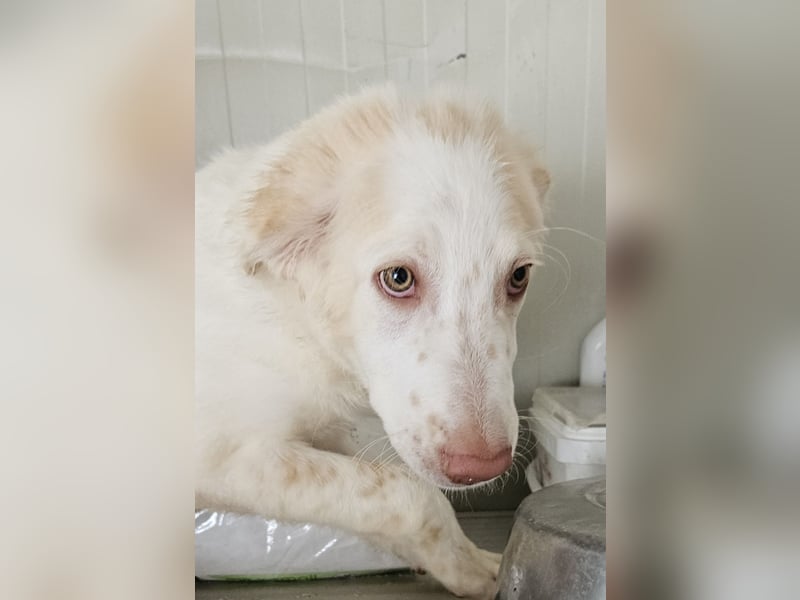 Milo: völlig überfordert im Tierheim