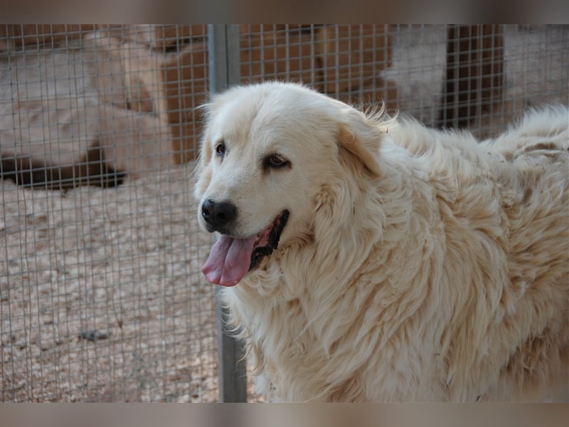 liebenswürdiger Samson sucht ein gemütliches Zuhause für immer