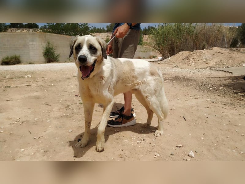 MARLEY-treuer, sanfter , geduldiger Riese sucht neue, liebevolle Familie