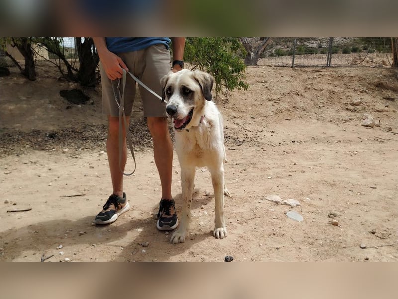 MARLEY-treuer, sanfter , geduldiger Riese sucht neue, liebevolle Familie