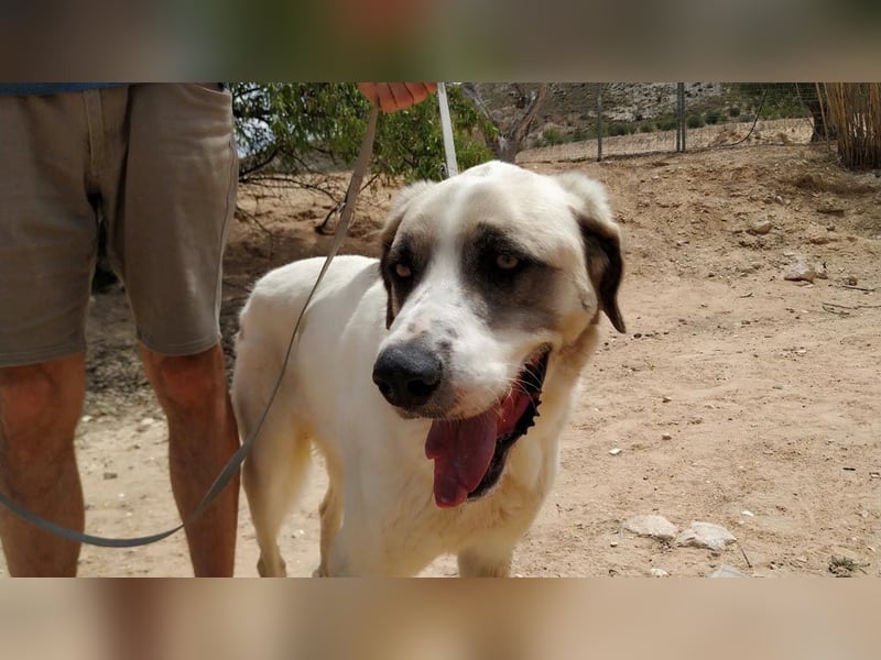 MARLEY-treuer, sanfter , geduldiger Riese sucht neue, liebevolle Familie