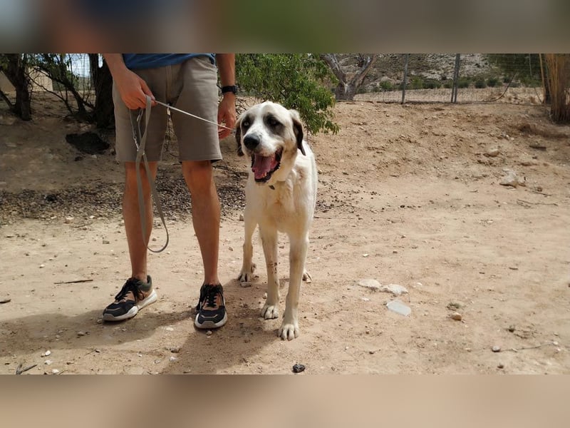 MARLEY-treuer, sanfter , geduldiger Riese sucht neue, liebevolle Familie