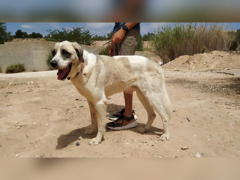 MARLEY-treuer, sanfter , geduldiger Riese sucht neue, liebevolle Familie