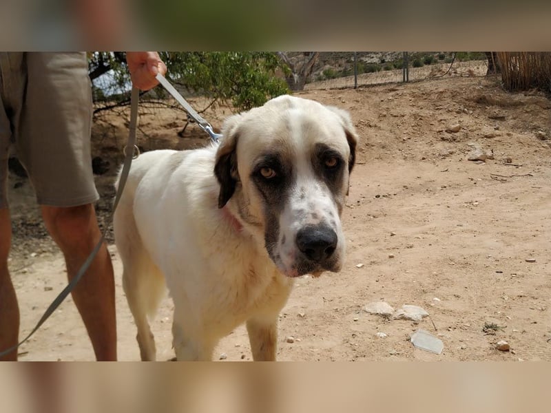 MARLEY-treuer, sanfter , geduldiger Riese sucht neue, liebevolle Familie