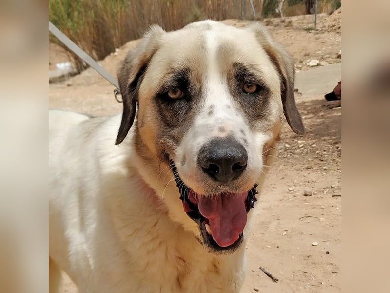 MARLEY-treuer, sanfter , geduldiger Riese sucht neue, liebevolle Familie