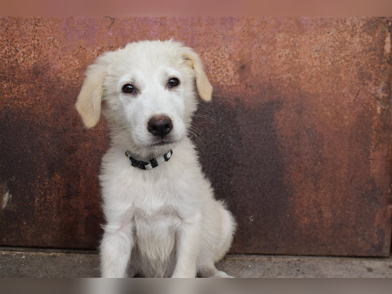 Maremmano-Welpe Mateo sucht liebevolles Zuhause