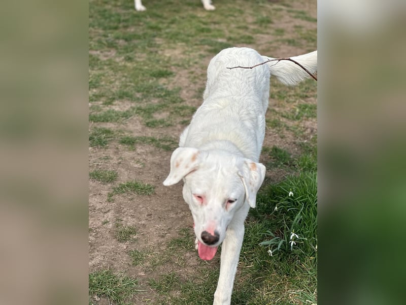 VANCOUVER – großer Herzenshund mit Herdenschutzhund-Seele