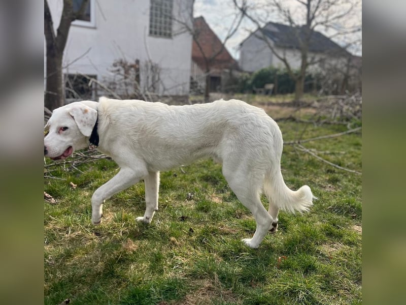 VANCOUVER – großer Herzenshund mit Herdenschutzhund-Seele