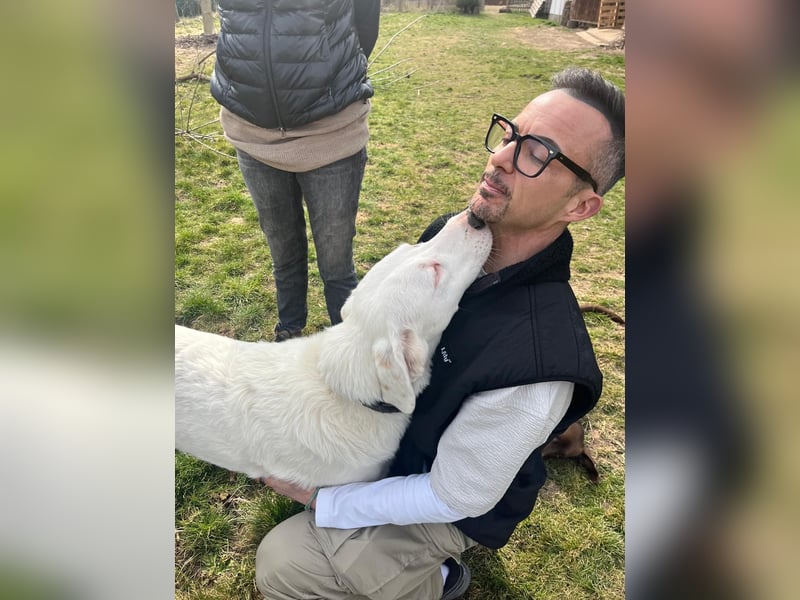 VANCOUVER – großer Herzenshund mit Herdenschutzhund-Seele