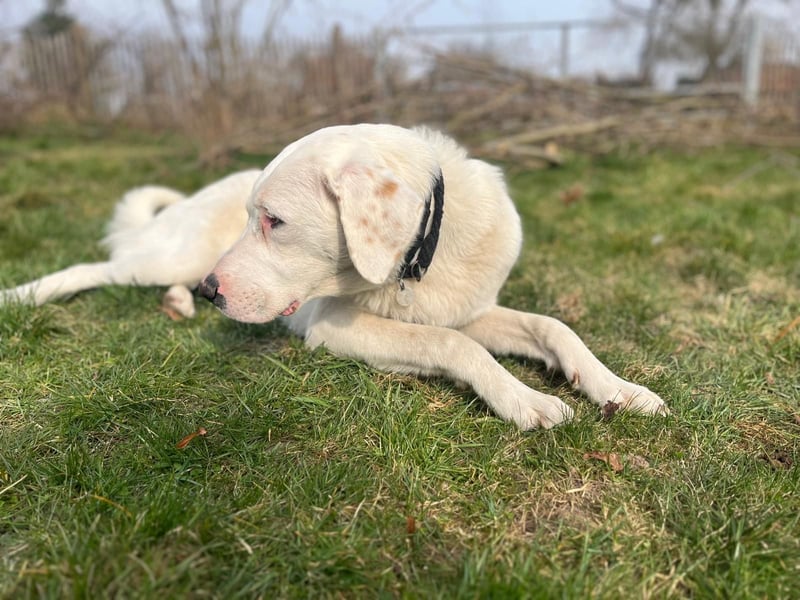 VANCOUVER – großer Herzenshund mit Herdenschutzhund-Seele