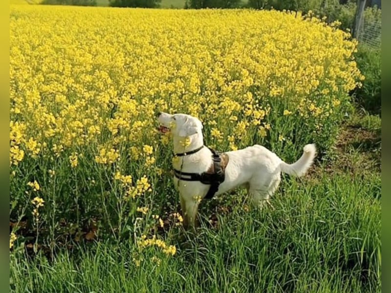 VANCOUVER – großer Herzenshund mit Herdenschutzhund-Seele
