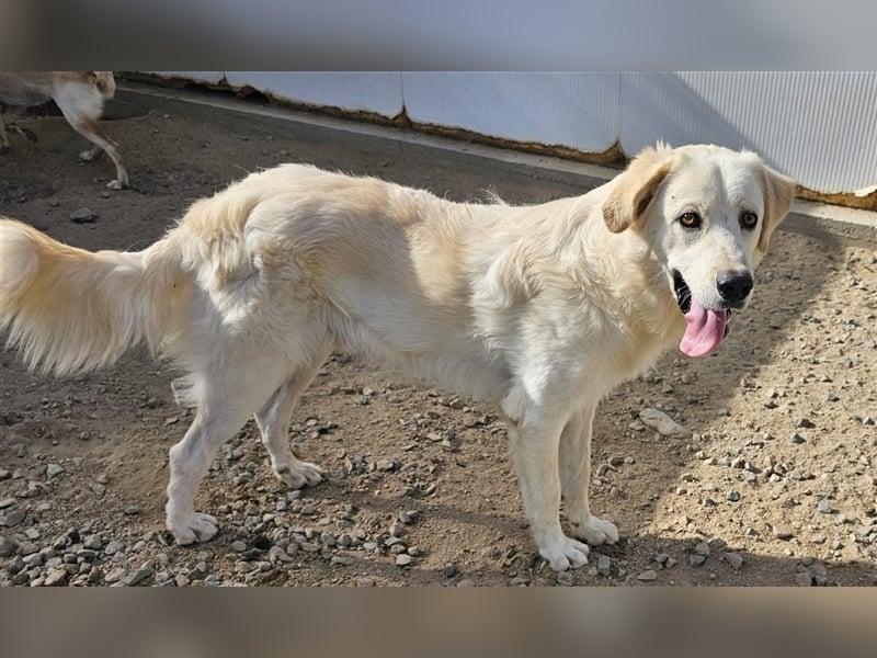 Artu - fast verdurstet am Strand gefunden