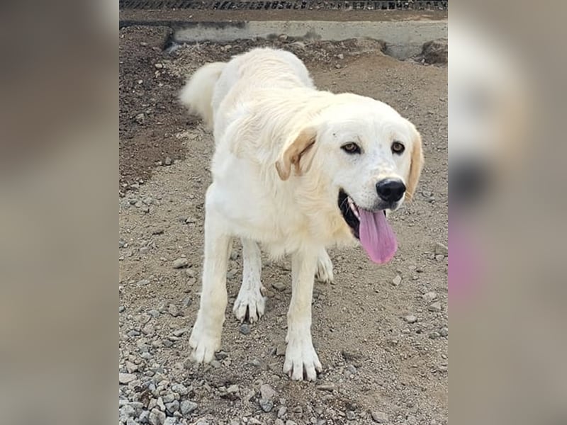 Artu - fast verdurstet am Strand gefunden