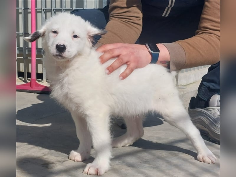 Raji - süßer Junghund sucht sein Glück