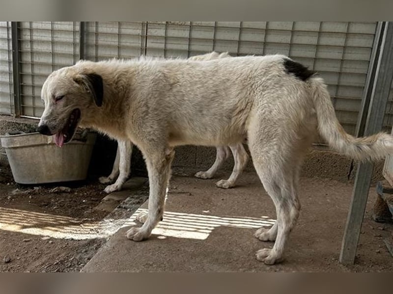 Raji - süßer Junghund sucht sein Glück