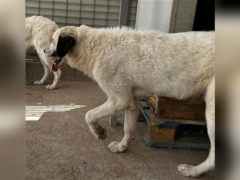 Raji - süßer Junghund sucht sein Glück