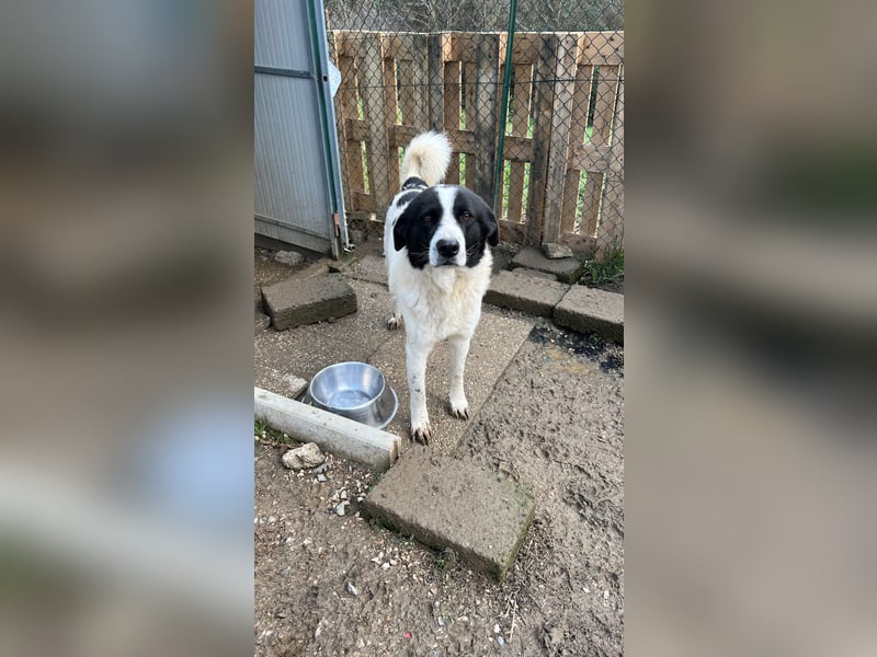 Oscar