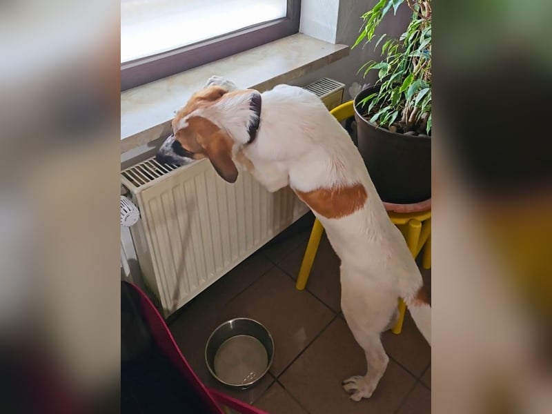 Bart - Es gibt so viele Sachen zu tun,...