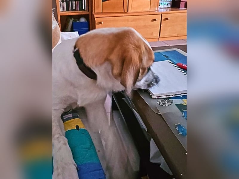 Bart - Es gibt so viele Sachen zu tun,...