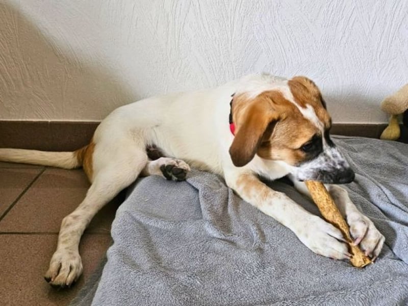 Bart - Es gibt so viele Sachen zu tun,...