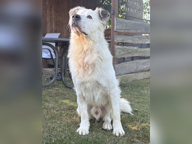 Oso, ein großer Traumtyp