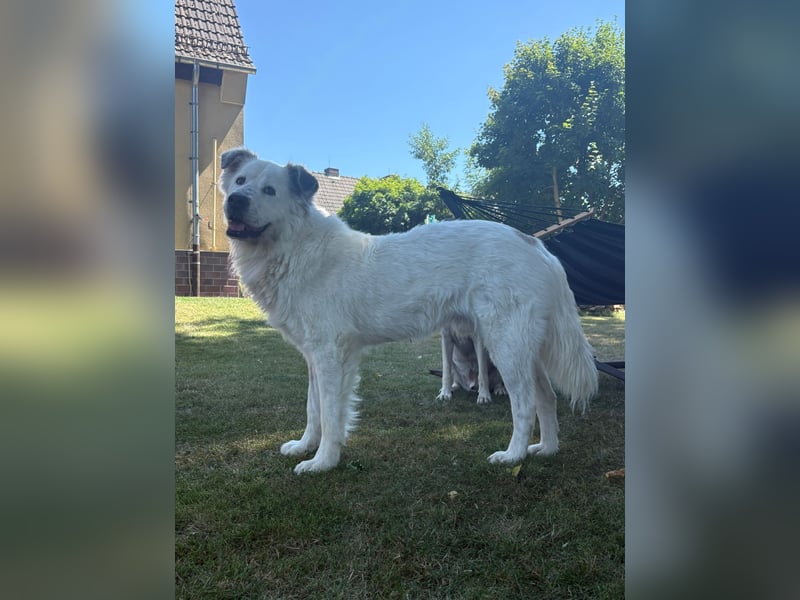 Oso, ein großer Traumtyp