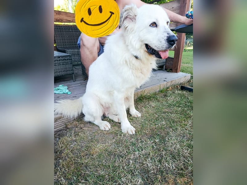 Oso, ein großer Traumtyp