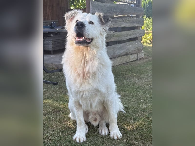 Oso, ein großer Traumtyp