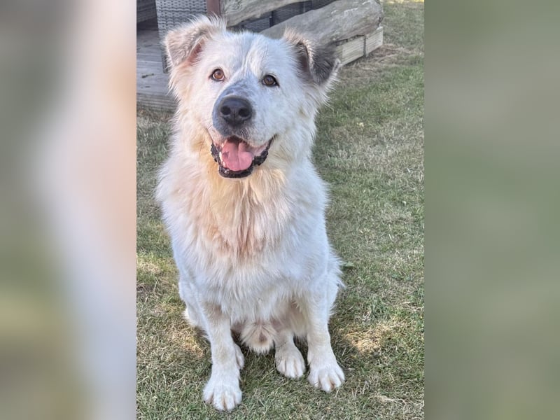 Oso, ein großer Traumtyp