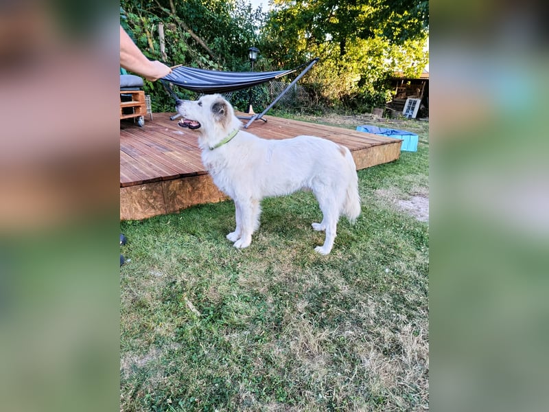 Oso, ein großer Traumtyp