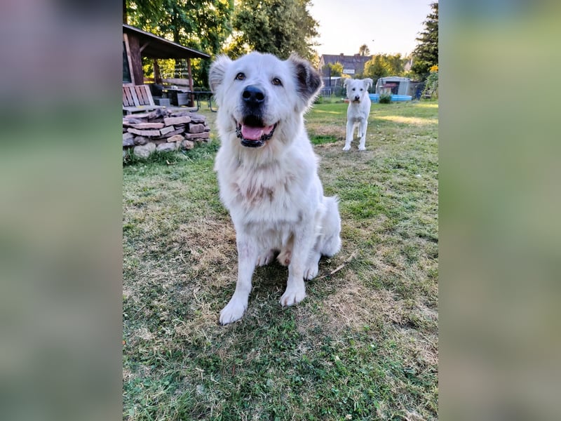 Oso, ein großer Traumtyp