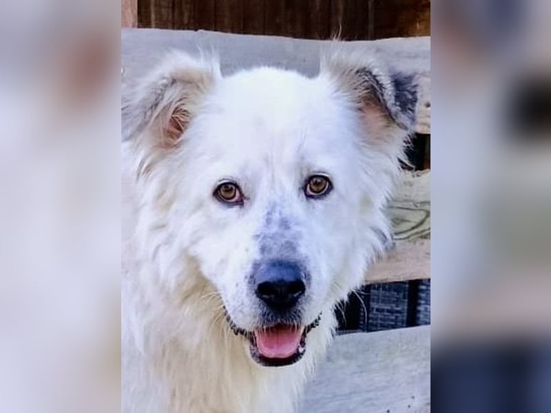 Oso, ein großer Traumtyp