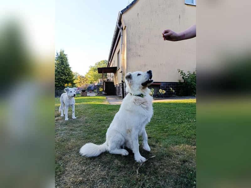 Oso, ein großer Traumtyp