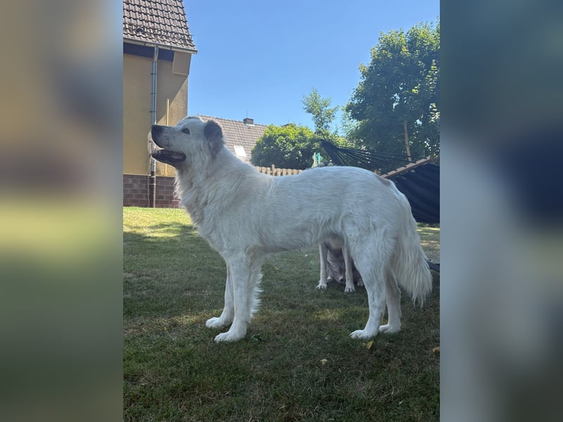 Oso, ein großer Traumtyp