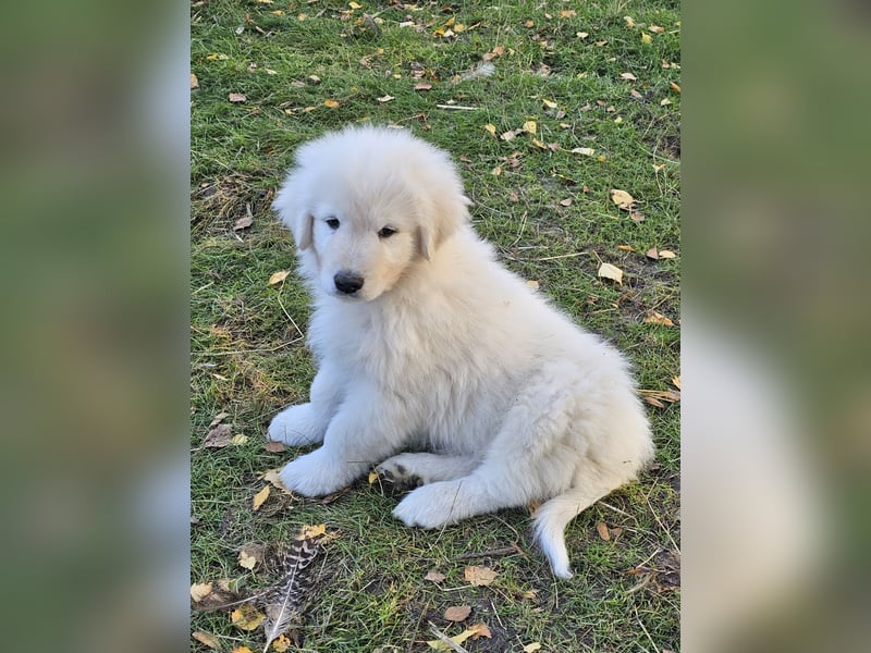 Wach- und Herdenschutzhunde -Abruzzenschäferhund  Maremanno Abruzzese
