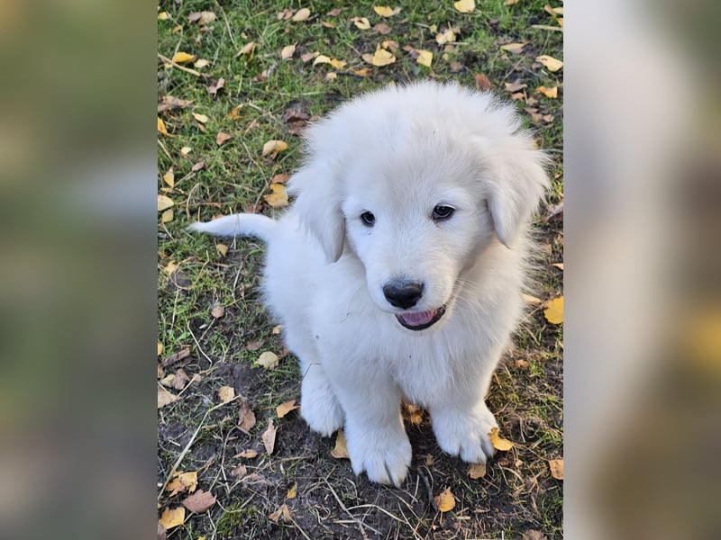 Wach- und Herdenschutzhunde -Abruzzenschäferhund  Maremanno Abruzzese