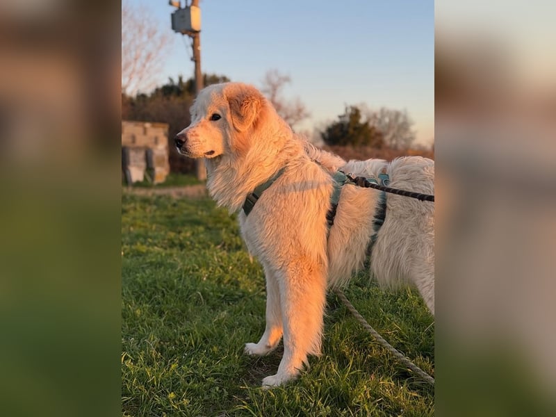Caramel - ein sanfter Junge auf der Suche nach Vertrauen