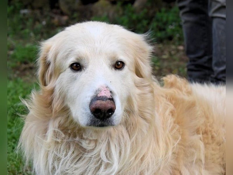 Marble - Die Geschichte vom geprügelten Hund