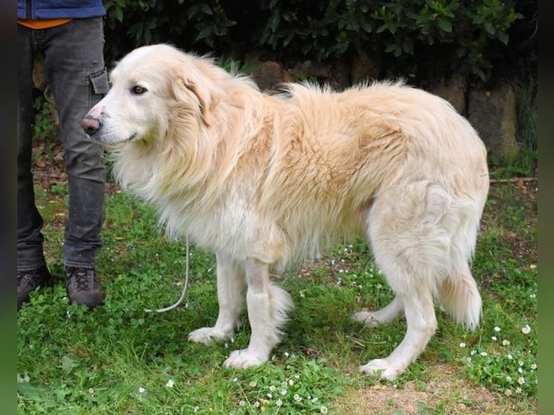 Marble - Die Geschichte vom geprügelten Hund