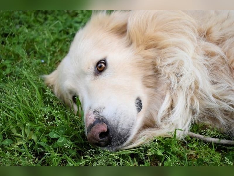 Marble - Die Geschichte vom geprügelten Hund