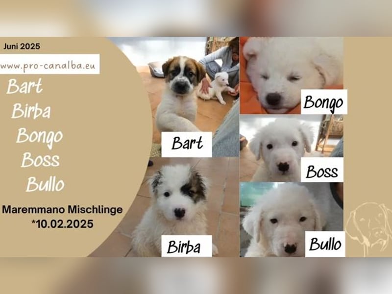 Bullo - Jede Menge tolle Dinge....