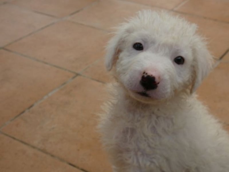 Bullo - Jede Menge tolle Dinge....