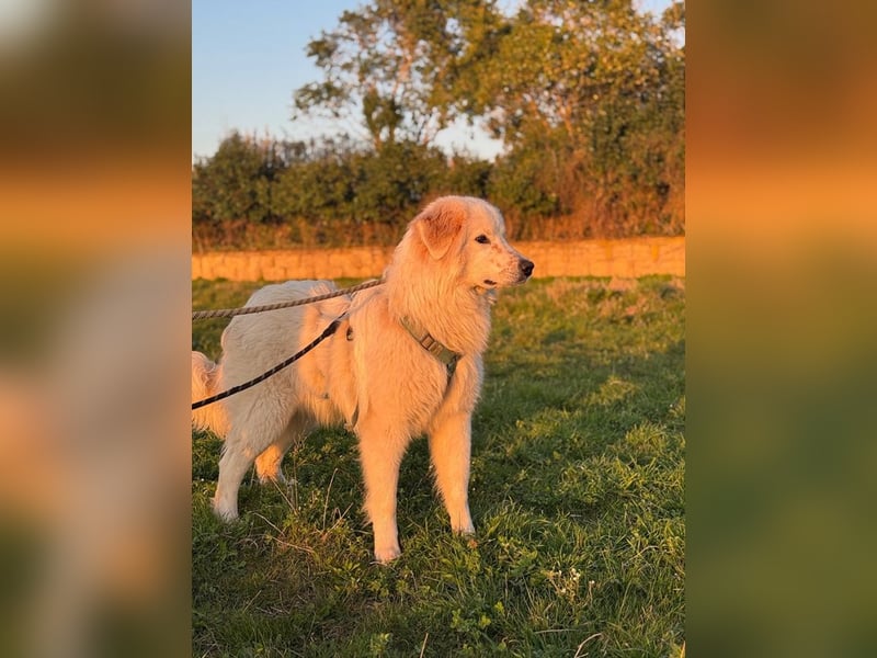 Caramel - ein sanfter Junge auf der Suche nach Vertrauen