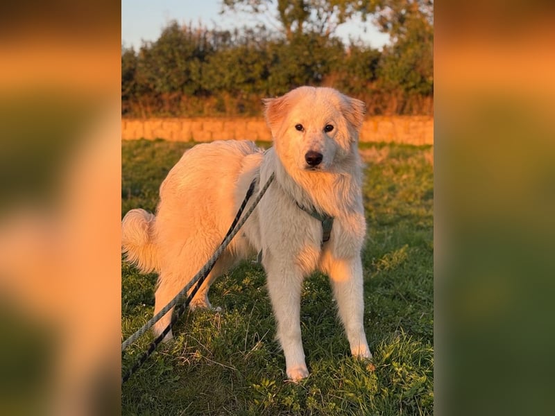 Caramel - ein sanfter Junge auf der Suche nach Vertrauen