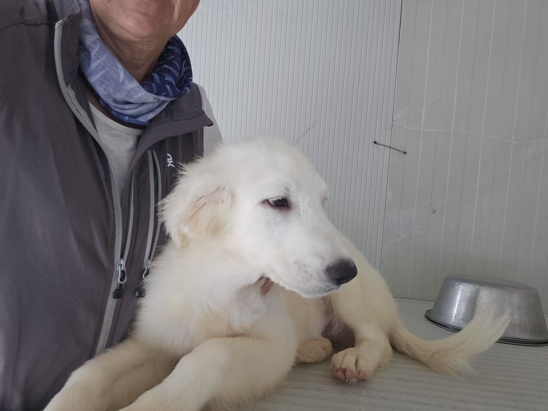 Lars: seine Hobbys: spielen, toben, kuscheln