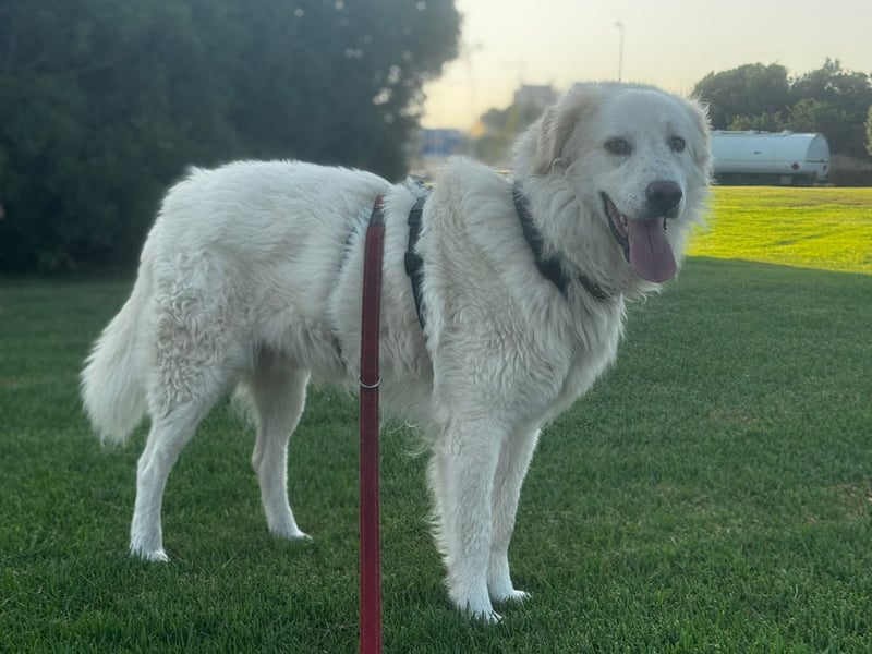 Pastorello: Traumhund sucht...