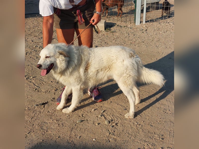 Pastorello: Traumhund sucht...