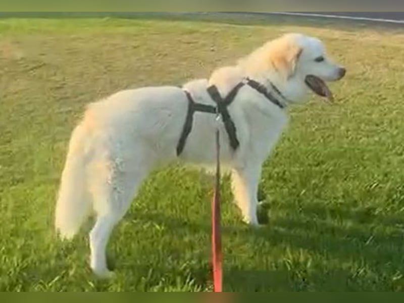 Pastorello: Traumhund sucht...